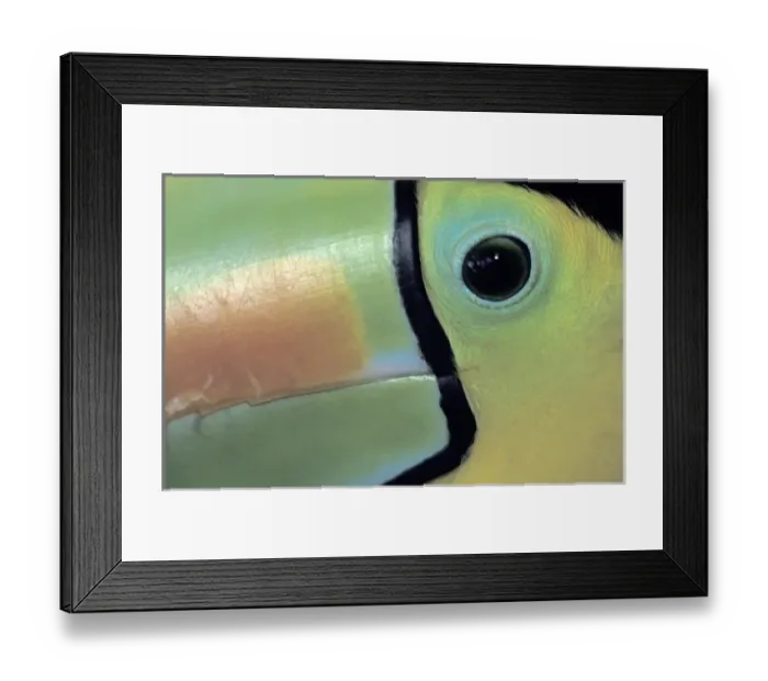 Framed Print : CA, Costa Rica Toucan close-up Framed Print : CA, Costa Rica Toucan close-up