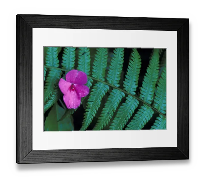 Framed Print : Central America, Costa Rica, Monte Verde. Fern and Cloud Forest Framed Print : Central America, Costa Rica, Monte Verde. Fern and Cloud Forest