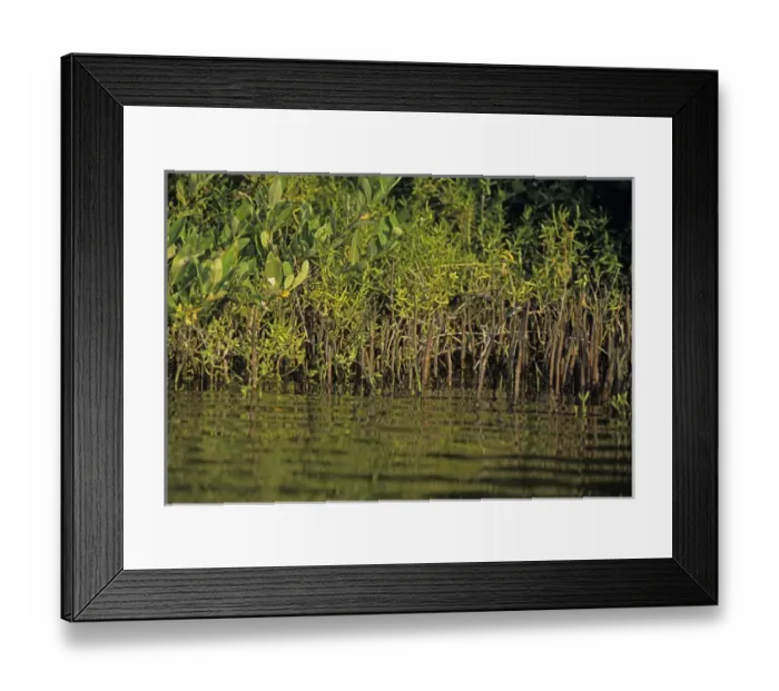Framed Print : 06. Mexico, Cozumel, Aerial Roots Provide Anchorage for the Mangrove Framed Print : 06. Mexico, Cozumel, Aerial Roots Provide Anchorage for the Mangrove