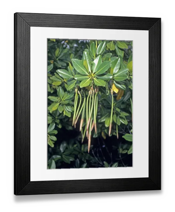 Framed Print : 06. Costa Rica, Avicennia sp Framed Print : 06. Costa Rica, Avicennia sp