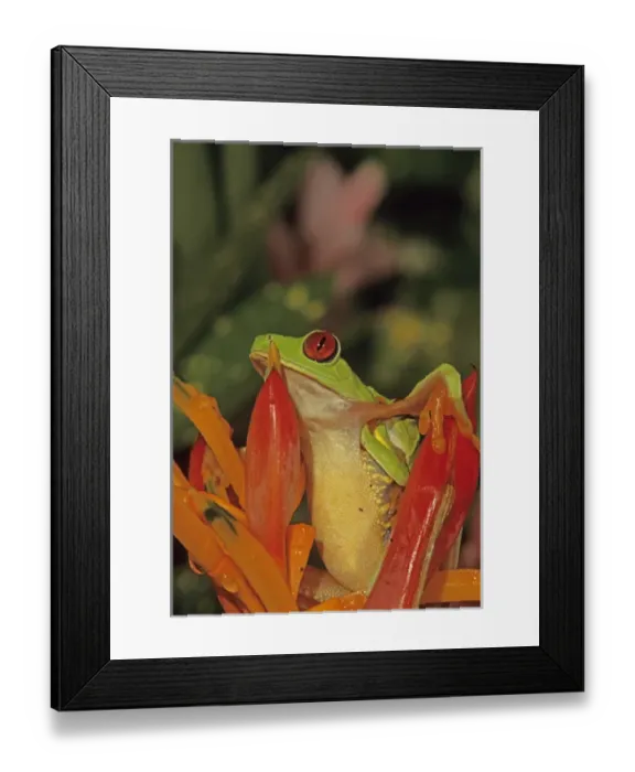 Framed Print : 06. Costa Rica, Mating Red-eyed Tree Frog Agalychnis callidryas Framed Print : 06. Costa Rica, Mating Red-eyed Tree Frog Agalychnis callidryas