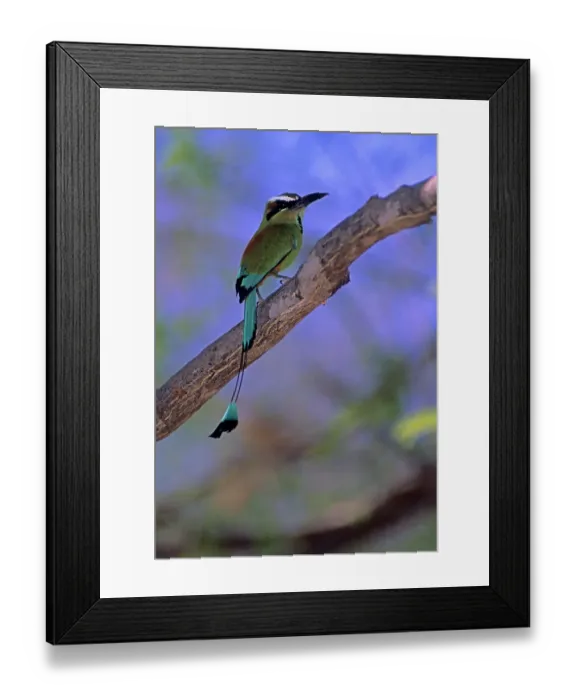 Framed Print : 06. Turquoise-browed Motmot, Eumonota superciliosa Framed Print : 06. Turquoise-browed Motmot, Eumonota superciliosa