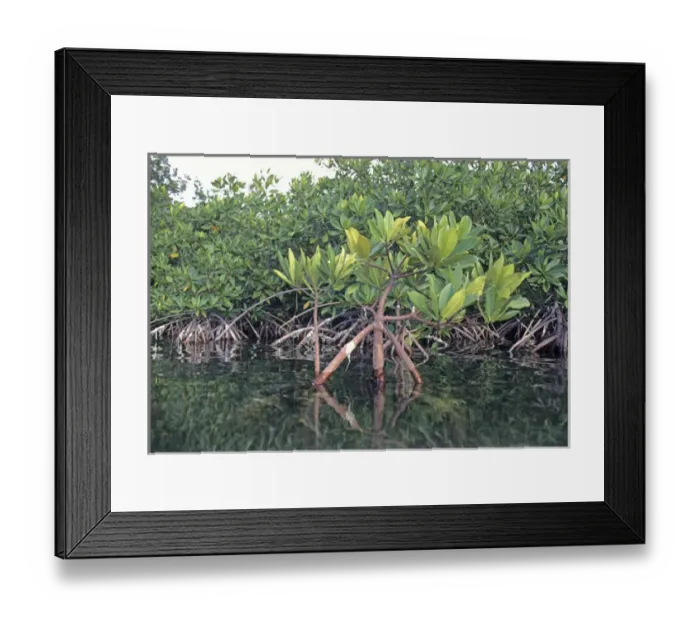 Framed Print : 06. Costa Rica, Avicennia sp Framed Print : 06. Costa Rica, Avicennia sp