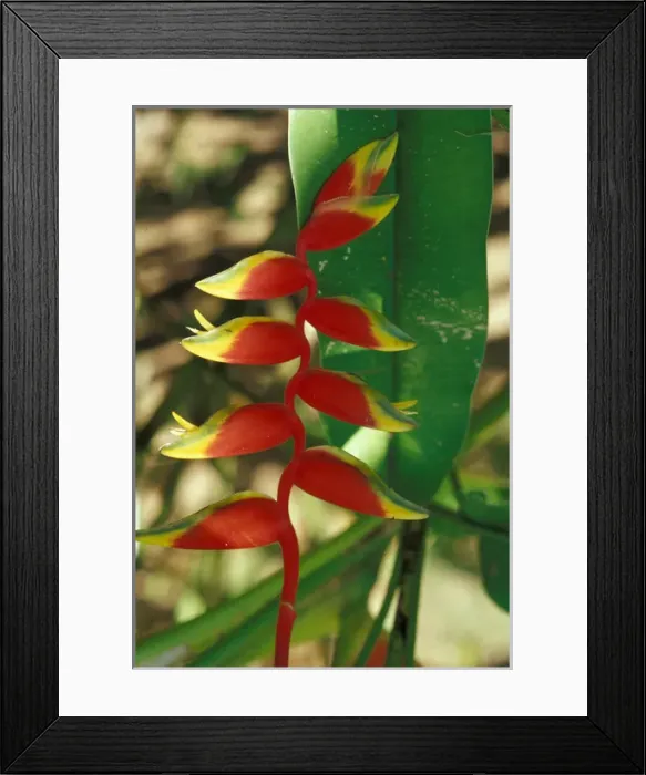 Framed Print : Costa Rica, Osa Peninsula. Heliconia flower in bloom Framed Print : Costa Rica, Osa Peninsula. Heliconia flower in bloom