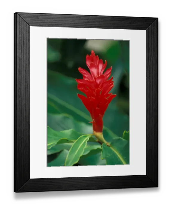 Framed Print : Costa Rica. Asian ginger flower Framed Print : Costa Rica. Asian ginger flower