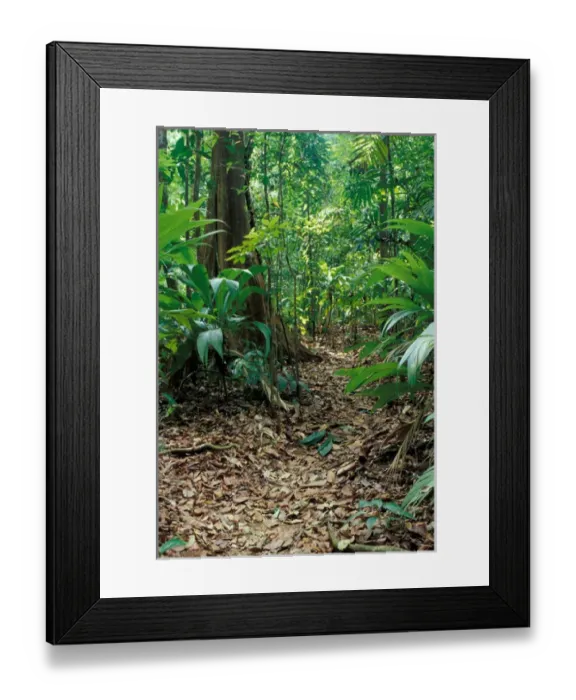Framed Print : Costa Rica, Palms along trail, Corcovado Nat l Park