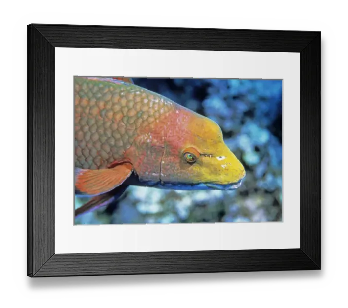 Framed Print : 06. Streamer Hogfish, Bodianus diplotaenia Framed Print : 06. Streamer Hogfish, Bodianus diplotaenia