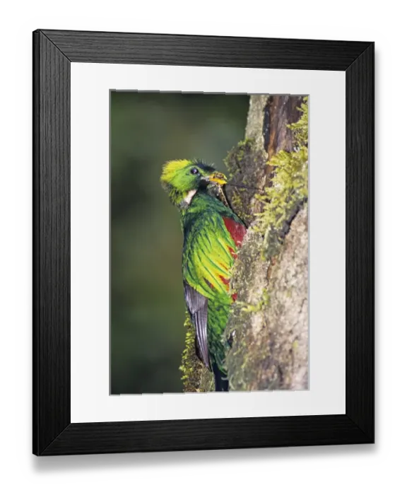 Framed Print : 06. Resplendent Quetzal Pharomachrus mocinno