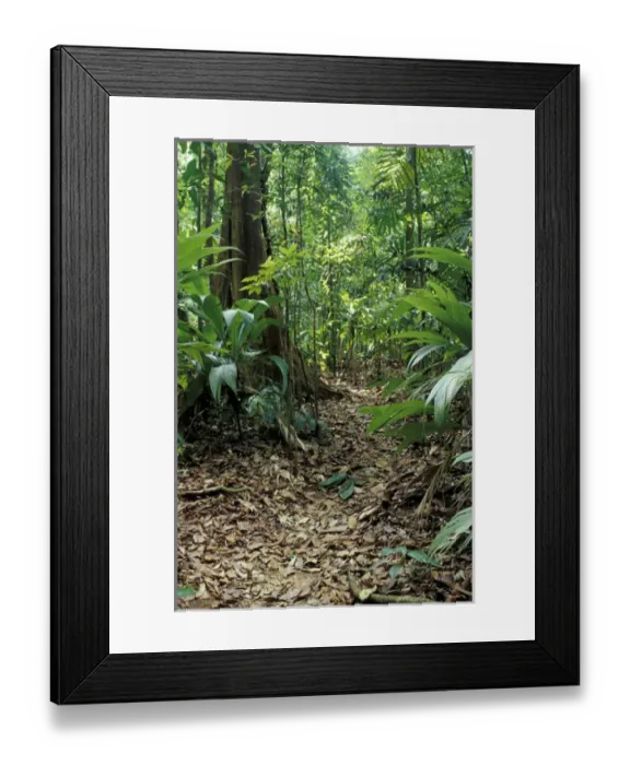 Framed Print : Central America, Costa Rica, Osa Peninsula, Corcovado National Park Palms along Framed Print : Central America, Costa Rica, Osa Peninsula, Corcovado National Park Palms along