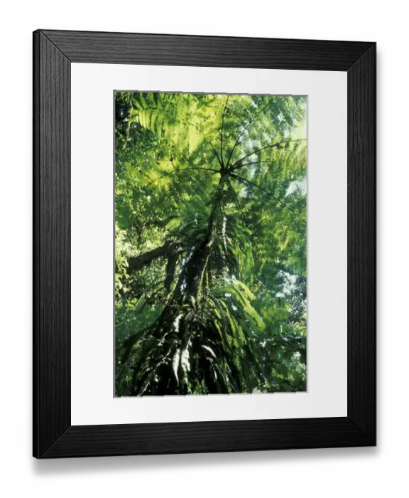 Framed Print : Central America, Costa Rica, Tilaran Mountains, Monteverde Cloud Forest