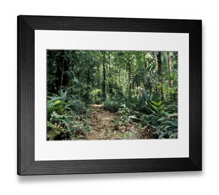 Framed Print : Central America, Costa Rica, Osa Peninsula, Corcovado National Park Trail through Framed Print : Central America, Costa Rica, Osa Peninsula, Corcovado National Park Trail through