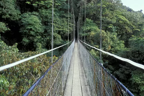 Central America, Costa Rica, Monteverde Cloud Forest Suspension Bridge along Sky Walk