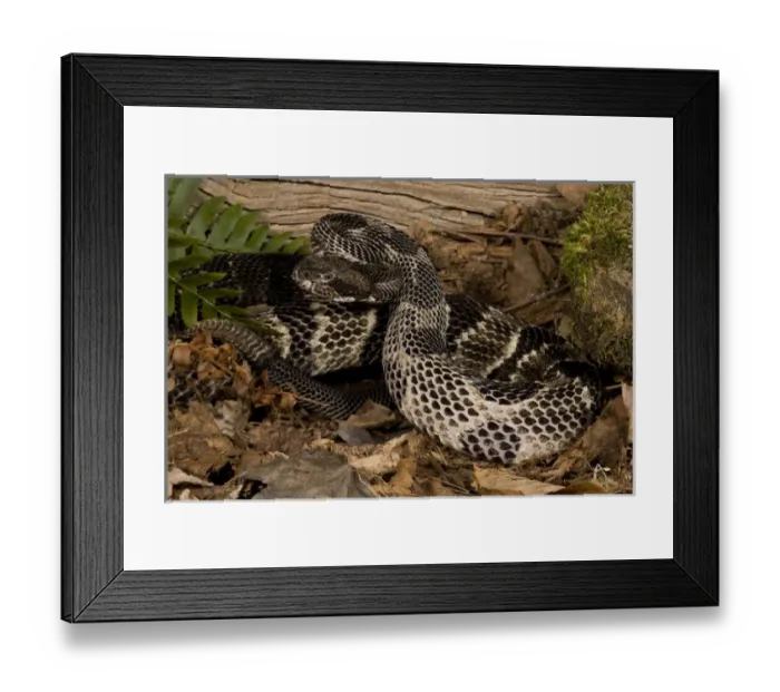 Framed Print : Timber Rattlesnake, Crotalis horridus, coiled and ready to strike. NE USA, Controlled