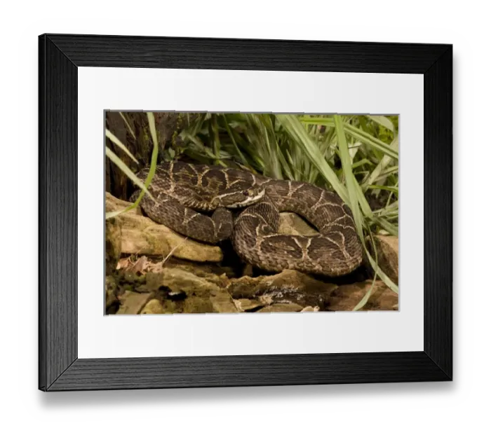 Framed Print : Urutu, Bothrops alternatus, lays in wait for prey along a stream. Pantanal, Brazil Framed Print : Urutu, Bothrops alternatus, lays in wait for prey along a stream. Pantanal, Brazil