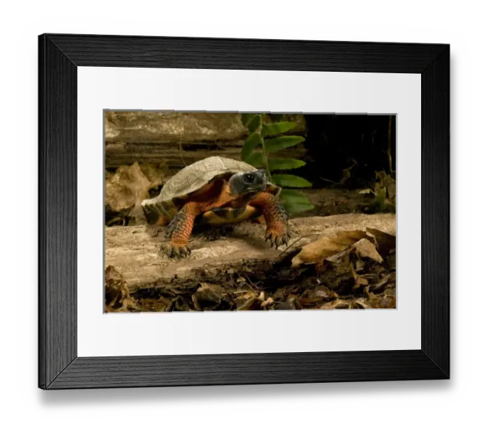 Framed Print : Spotted Turtle, Clemmys guttata, a pond and woodland turtle of the Eastern United States
