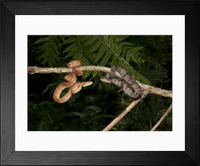 Framed Print : Central PA, USA, Amazon Tree Boa, Corallus hortulanus, southern Central American Framed Print : Central PA, USA, Amazon Tree Boa, Corallus hortulanus, southern Central American