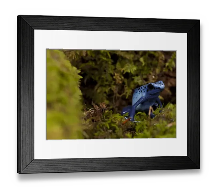 Framed Print : Central PA, USA, Blue Dart Frog; Dendrobates azureus; Native to South America; controlled Framed Print : Central PA, USA, Blue Dart Frog; Dendrobates azureus; Native to South America; controlled