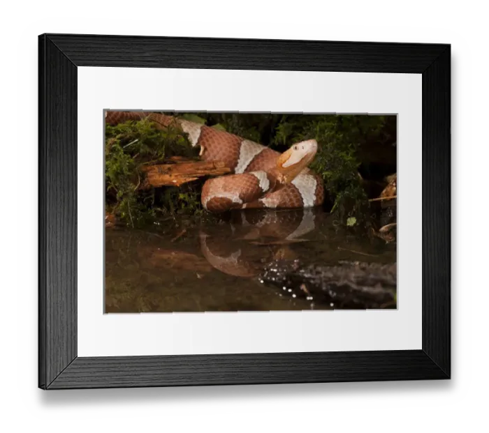 Framed Print : Central PA, USA, Broad-banded Copperhead, Agkistrodon contortrix laticinctus, Native