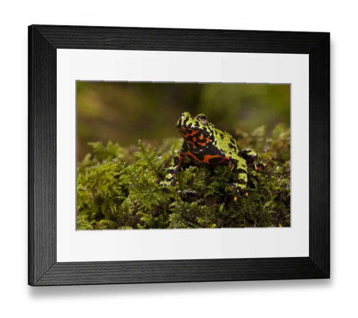 Framed Print : Central PA, USA, Fire Belly Toad;Bombina orientalis;Native to Korea & NE China