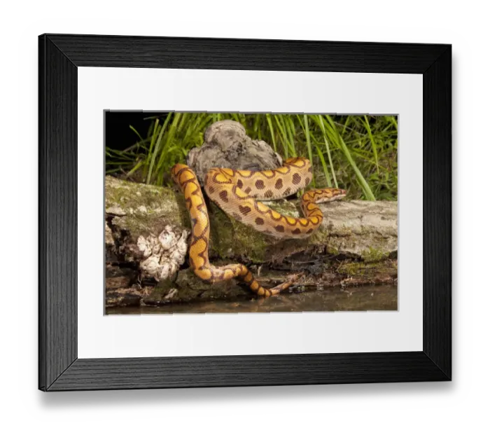 Framed Print : Central PA, USA, Brazilian Rainbow Boa, Epicrates cenchria cenchria, along water