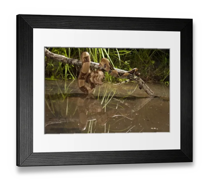 Framed Print : Central PA, USA, Boa Constrictor, Boa constrictor constrictor, clinging on stick above