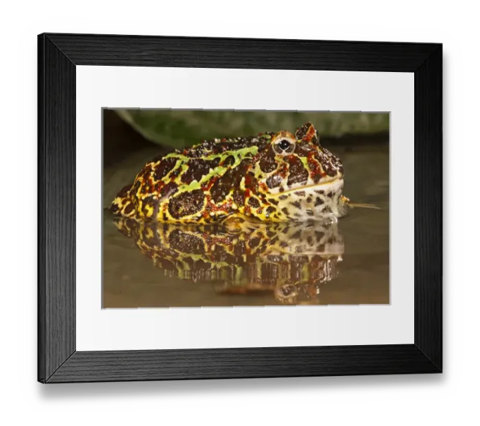 Framed Print : Central Pennsylvania, Argentine Horned Frog, Ceratophrys ornata, in pond, captive