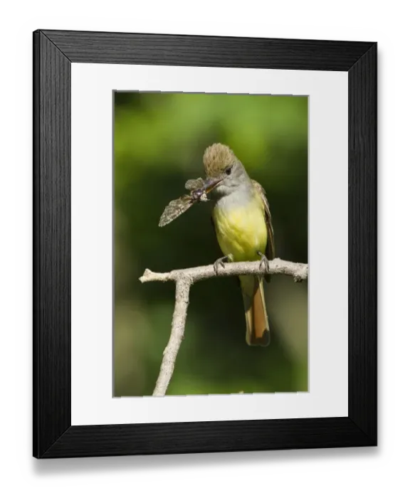 Framed Print : PA USA, Great Crested Flycatcher, Myiarchus crinitus, common large flycatcher East Framed Print : PA USA, Great Crested Flycatcher, Myiarchus crinitus, common large flycatcher East