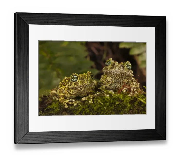 Framed Print : Central Pennsylvania, United States, Vietnamese Mossy Frog; Theloderma corticale Framed Print : Central Pennsylvania, United States, Vietnamese Mossy Frog; Theloderma corticale