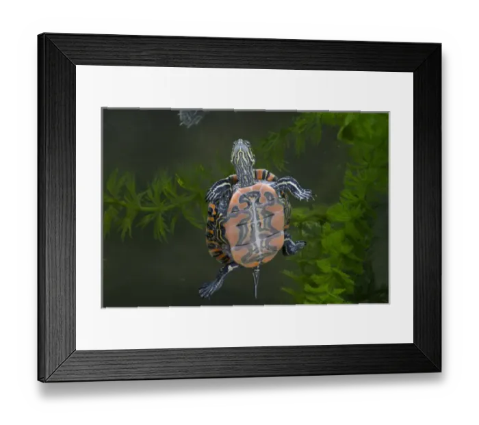 Framed Print : Central Pennsylvania, Midland Painted Turtle, Chrysemys picta marginata, controlled Framed Print : Central Pennsylvania, Midland Painted Turtle, Chrysemys picta marginata, controlled