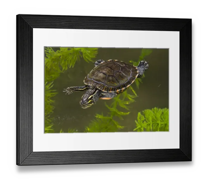Framed Print : Central Pennsylvania, Midland Painted Turtle, Chrysemys picta marginata, controlled Framed Print : Central Pennsylvania, Midland Painted Turtle, Chrysemys picta marginata, controlled
