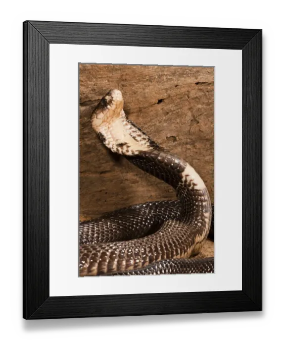 Framed Print : Central Pennsylvania, United States, Monacled Cobra, Naja naja, India. Hooding in Framed Print : Central Pennsylvania, United States, Monacled Cobra, Naja naja, India. Hooding in