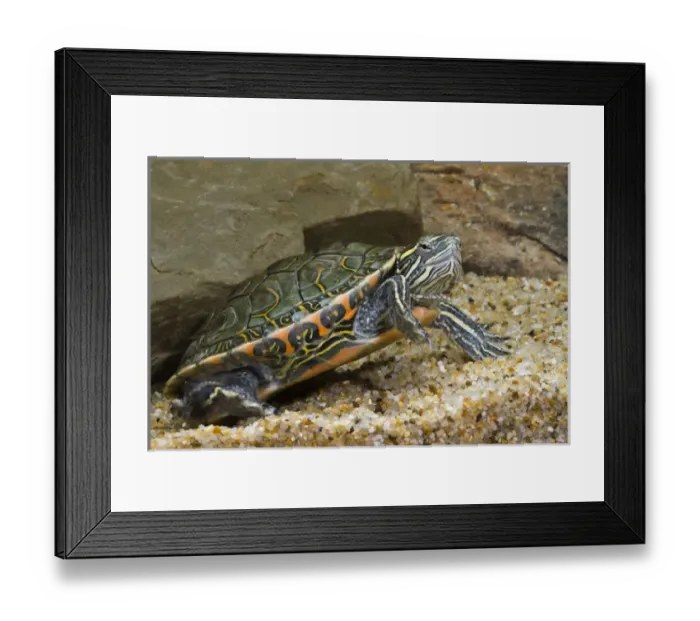 Framed Print : Central Pennsylvania, Midland Painted Turtle, Chrysemys picta marginata, controlled