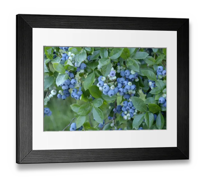 Framed Print : Blueberries, Pennsylvania, United States of America Framed Print : Blueberries, Pennsylvania, United States of America