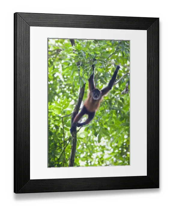 Framed Print : Geoffroys Spider Monkey (Ateles geoffroyi) aggresively screams and howls to Framed Print : Geoffroys Spider Monkey (Ateles geoffroyi) aggresively screams and howls to