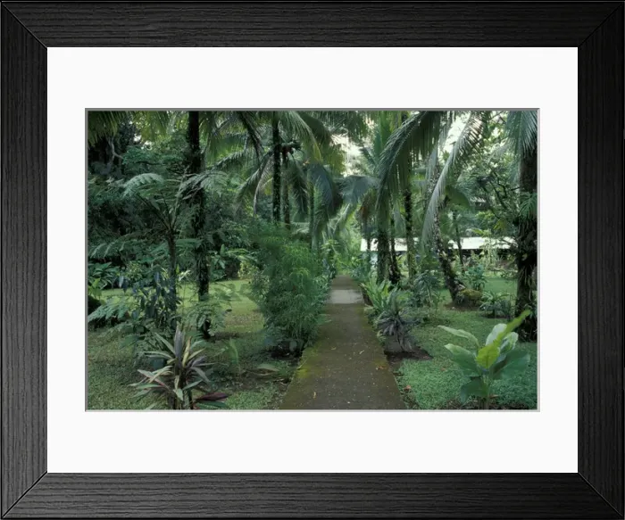 Framed Print : Central America, Costa Rica, Caribbean Coast. Lush gardens at the Tortuga Lodge Framed Print : Central America, Costa Rica, Caribbean Coast. Lush gardens at the Tortuga Lodge