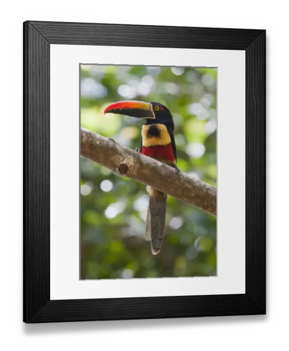 Framed Print : A wild Fiery-billed Aracari (Pteroglossus frantzii) sits on a branch in the Costa Framed Print : A wild Fiery-billed Aracari (Pteroglossus frantzii) sits on a branch in the Costa