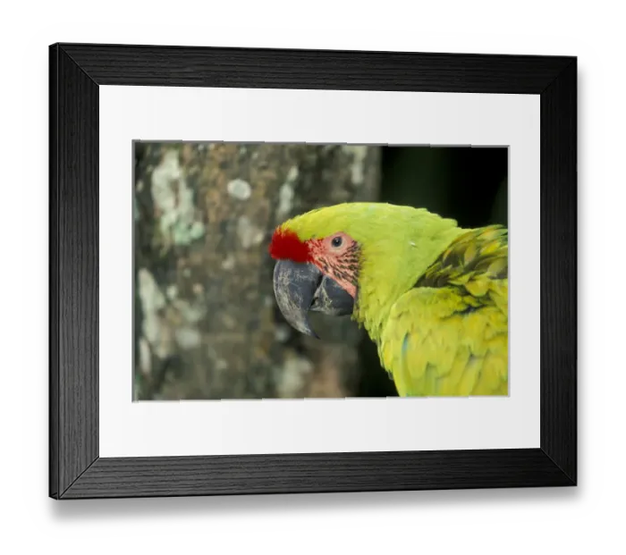 Framed Print : Central America, Costa Rica, Ara Ambigua. Great Green Macaw Framed Print : Central America, Costa Rica, Ara Ambigua. Great Green Macaw