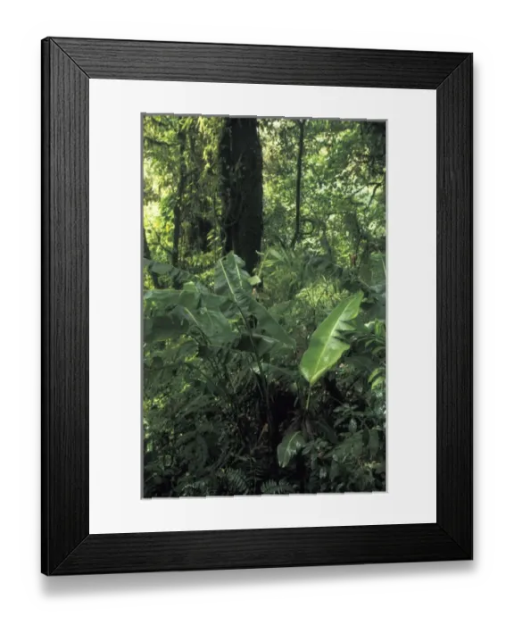 Framed Print : Central America, Costa Rica, Monte Verde. Cloud Forest Growth Framed Print : Central America, Costa Rica, Monte Verde. Cloud Forest Growth