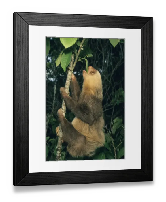 Framed Print : Hoffmans Two-toed Sloth, (Choloepus hoffmani), Feeding, Costa Rica Framed Print : Hoffmans Two-toed Sloth, (Choloepus hoffmani), Feeding, Costa Rica