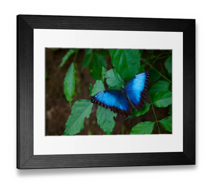 Framed Print : Blue morpho, Monte Verde, Costa Rica
