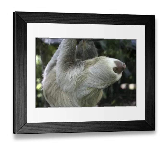 Framed Print : Central America, Latin America, Costa Rica, Golfo Dulce, Cana Blanca Wildlife Sanctuary