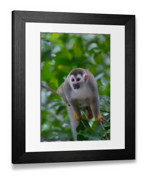 Framed Print : Squirrel monkey in the forest, Costa Rica Framed Print : Squirrel monkey in the forest, Costa Rica