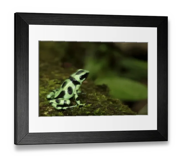 Framed Print : Green & Black poison dart frog Dendrobates auratus La Selva, Costa Rica