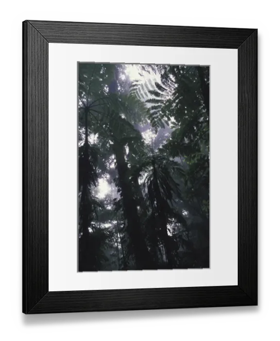 Framed Print : Central America, Costa Rica Monteverde Cloud Forest Framed Print : Central America, Costa Rica Monteverde Cloud Forest