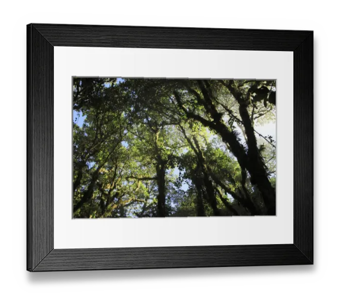Framed Print : Cloud forest Santa Elena Coud Forest Monteverde, Costa Rica Framed Print : Cloud forest Santa Elena Coud Forest Monteverde, Costa Rica