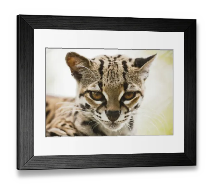 Framed Print : Costa Rica, Guanacaste Province, Captive Ocelot (Leopardus pardalis) at Las Pumas Framed Print : Costa Rica, Guanacaste Province, Captive Ocelot (Leopardus pardalis) at Las Pumas