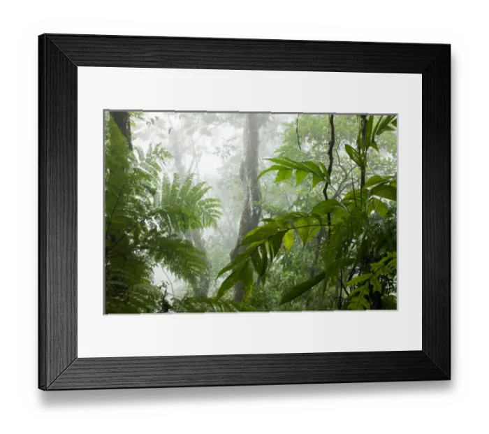 Framed Print : Costa Rica, La Fortuna, Rainforest along Fortuna River