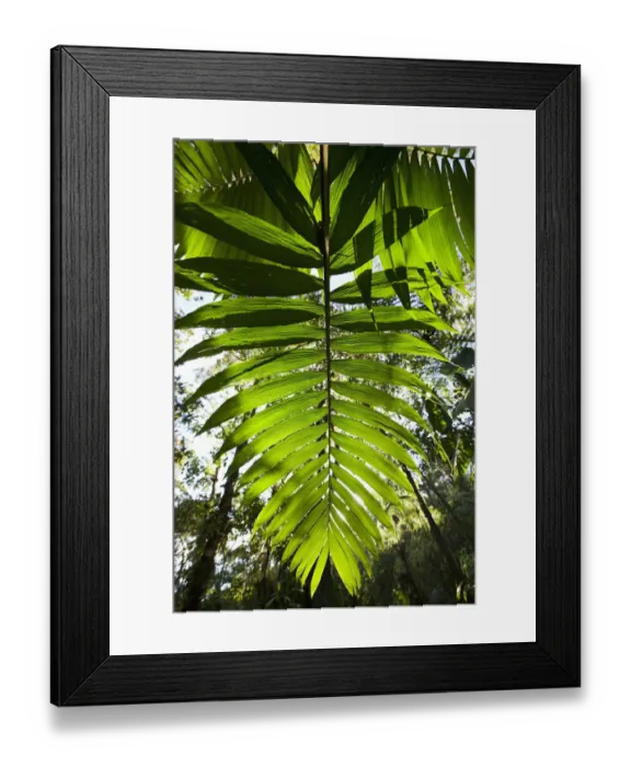 Framed Print : Costa Rica, Los Angeles Cloud Forest Reserve, Afternoon sun lights leaves in lush