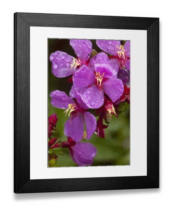 Framed Print : Costa Rica, Volcan Poas National Park, Mist covers Cerillo flower (Escalonia europensis) Framed Print : Costa Rica, Volcan Poas National Park, Mist covers Cerillo flower (Escalonia europensis)