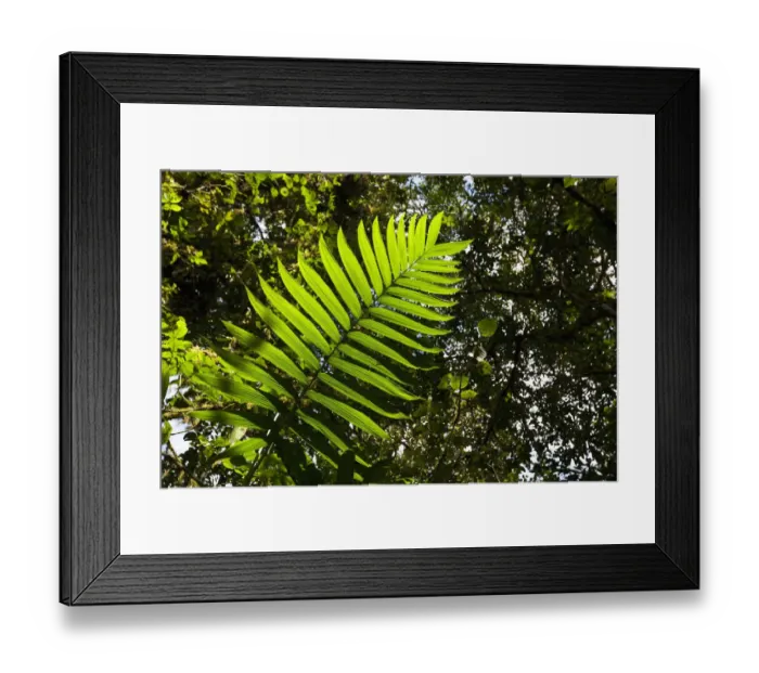 Framed Print : Costa Rica, Los Angeles Cloud Forest Reserve, Afternoon sun lights palm leaves above Framed Print : Costa Rica, Los Angeles Cloud Forest Reserve, Afternoon sun lights palm leaves above
